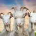 نقد و بررسی Goat Simulator 3؛ بز بز قندی!