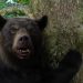 شاهد تصاویر فیلم‌ دلهره‌آور Cocaine Bear باشید