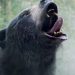 نقدها و نمرات فیلم Cocaine Bear