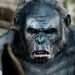 پایان فیلمبرداری Kingdom of the Planet of the Apes