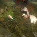 دانلود بازی Pathfinder Wrath of the Righteous The Last Sarkorians برای PC