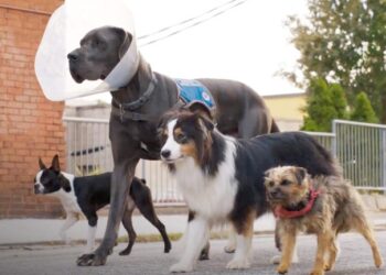 نقدها و نمرات فیلم Strays