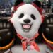 Tekken 8: حضور Panda رسماً تائید شد