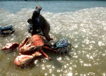بازی Skull Island: Rise of Kong طی تنها یک سال ساخته شده است