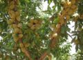 نهال بادام در باغ: انتخاب مناسب برای آب و هوای گرم