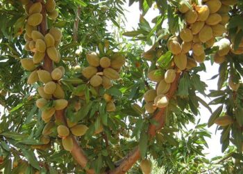 نهال بادام در باغ: انتخاب مناسب برای آب و هوای گرم