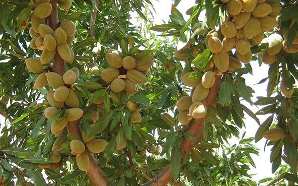 نهال بادام در باغ: انتخاب مناسب برای آب و هوای گرم