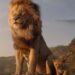 آپدیت: تصویر تازه فیلم Mufasa: The Lion King + اولین تریلر و پوستر منتشر شد