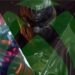 تمام تریلرها و اخبار Xbox Games Showcase 2024