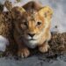 موفاسا با پوستری جدید برای فیلم Mufasa the Lion King از راه میرسد